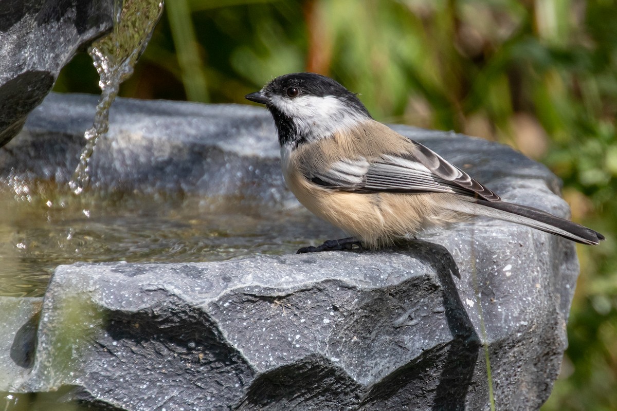 Black-capped Chickadee - ML413361541