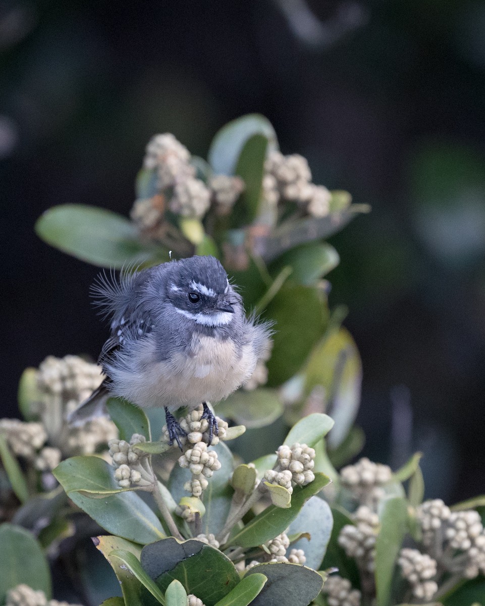 Gray Fantail - yvonne Hogan