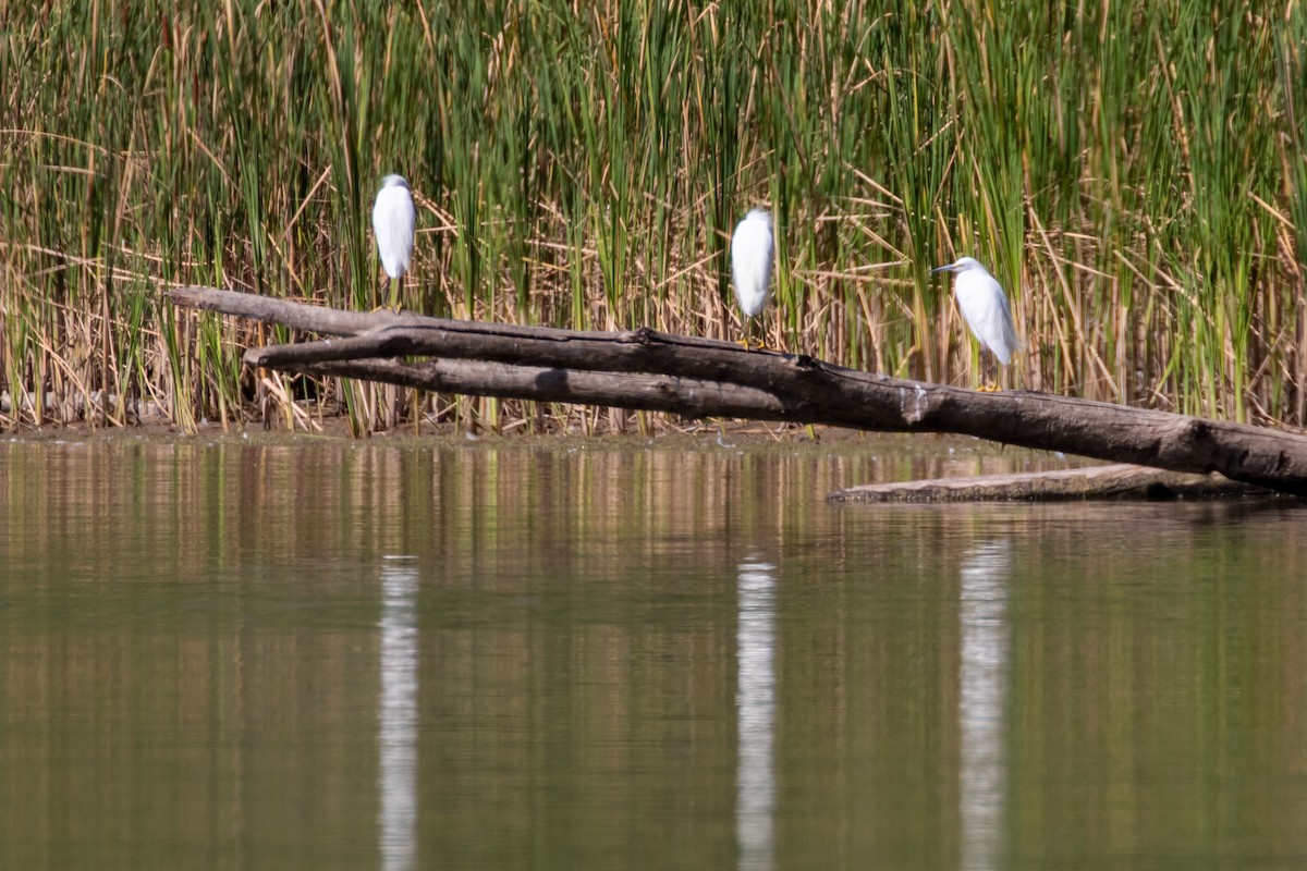 Snowy Egret - ML413362101