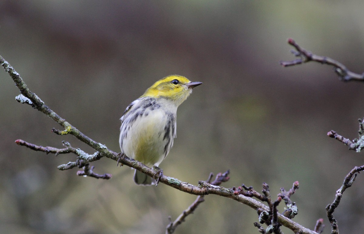 Black-throated Green Warbler - Jay McGowan