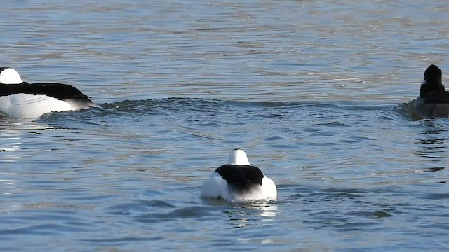 Bufflehead - ML413365221