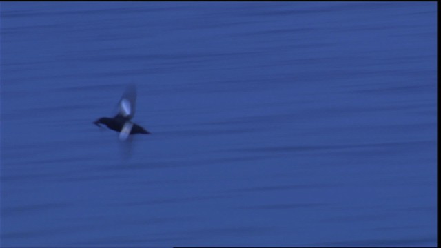 Black Guillemot - ML413366