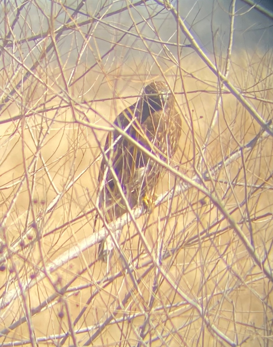 Red-tailed Hawk (calurus/alascensis) - ML413368901