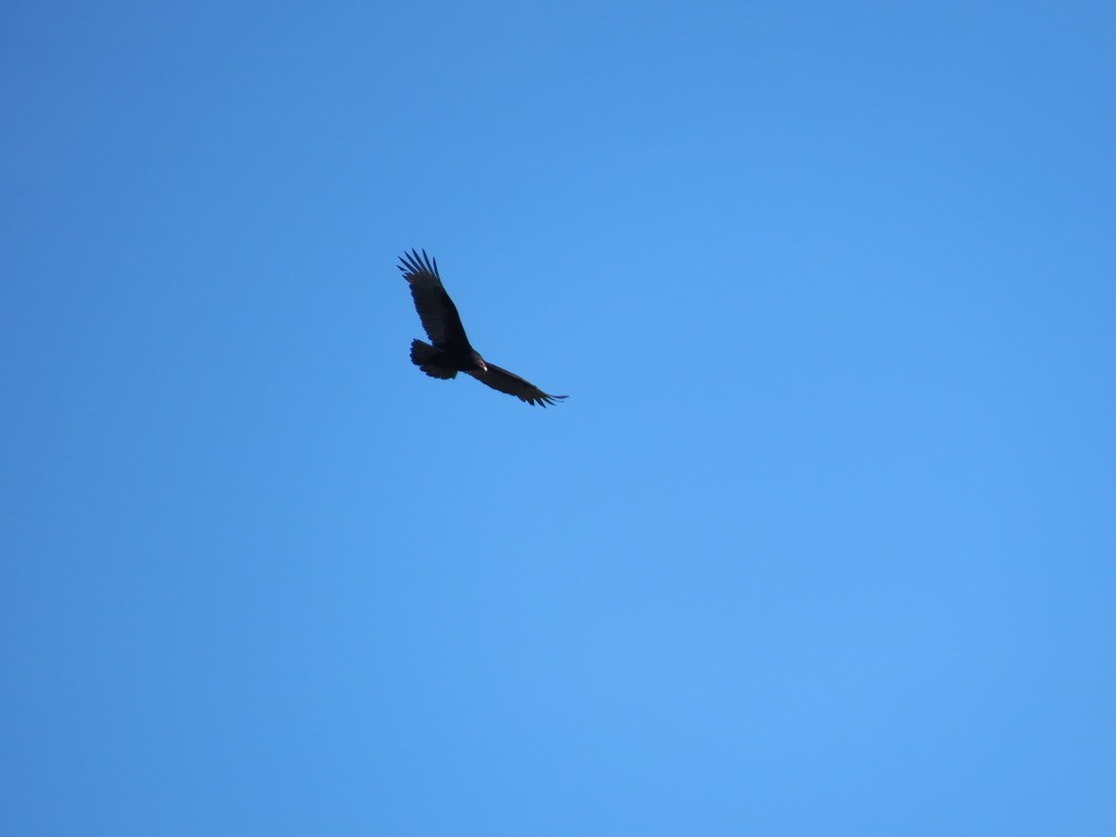 Turkey Vulture - ML413369141