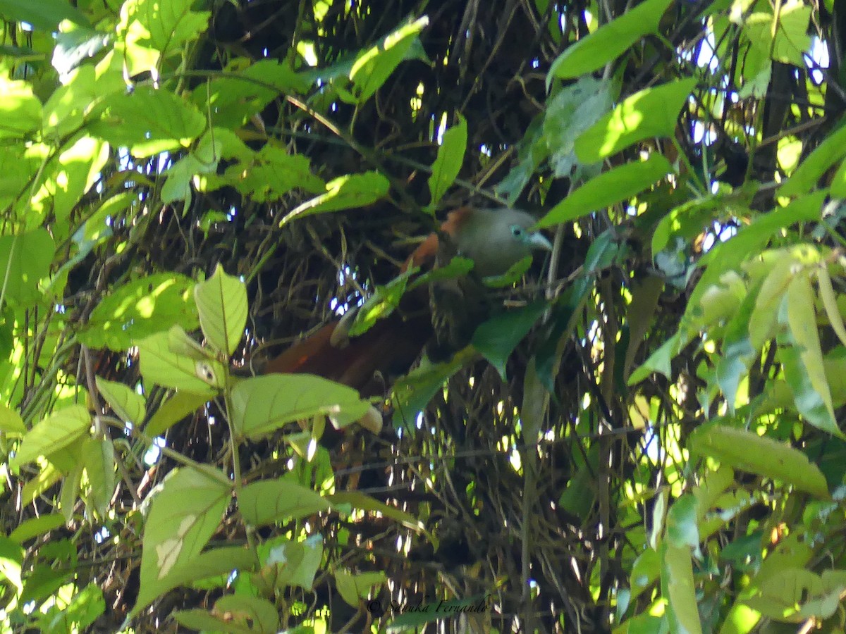 Raffles's Malkoha - ML413369891