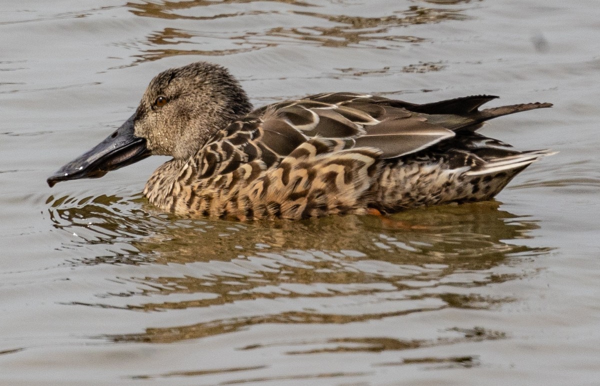 Northern Shoveler - David Chang