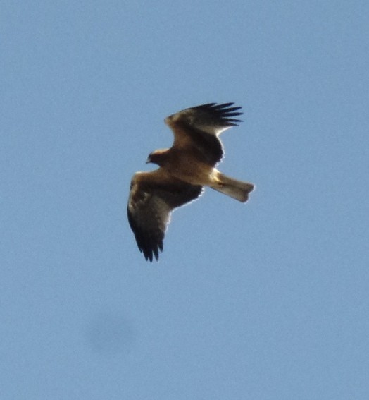 Booted Eagle - ML413373731