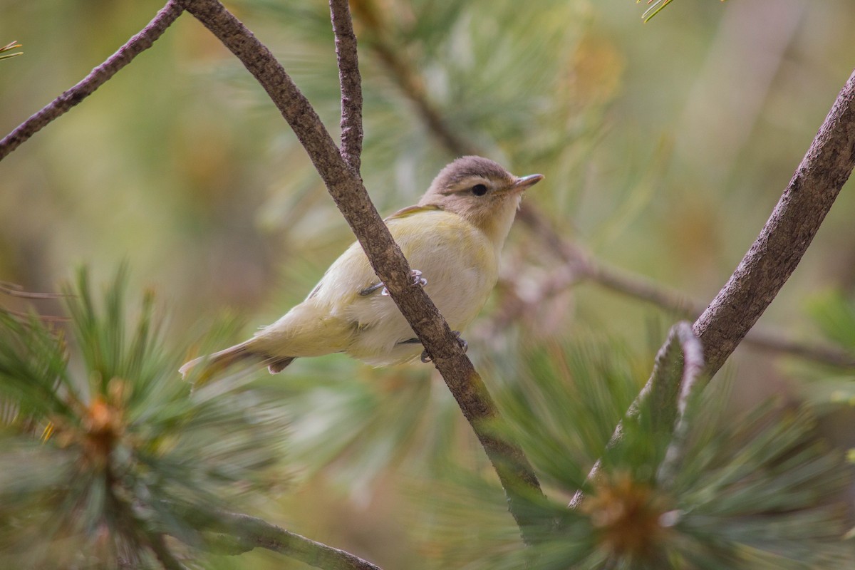 Warbling Vireo (Western) - ML413374741