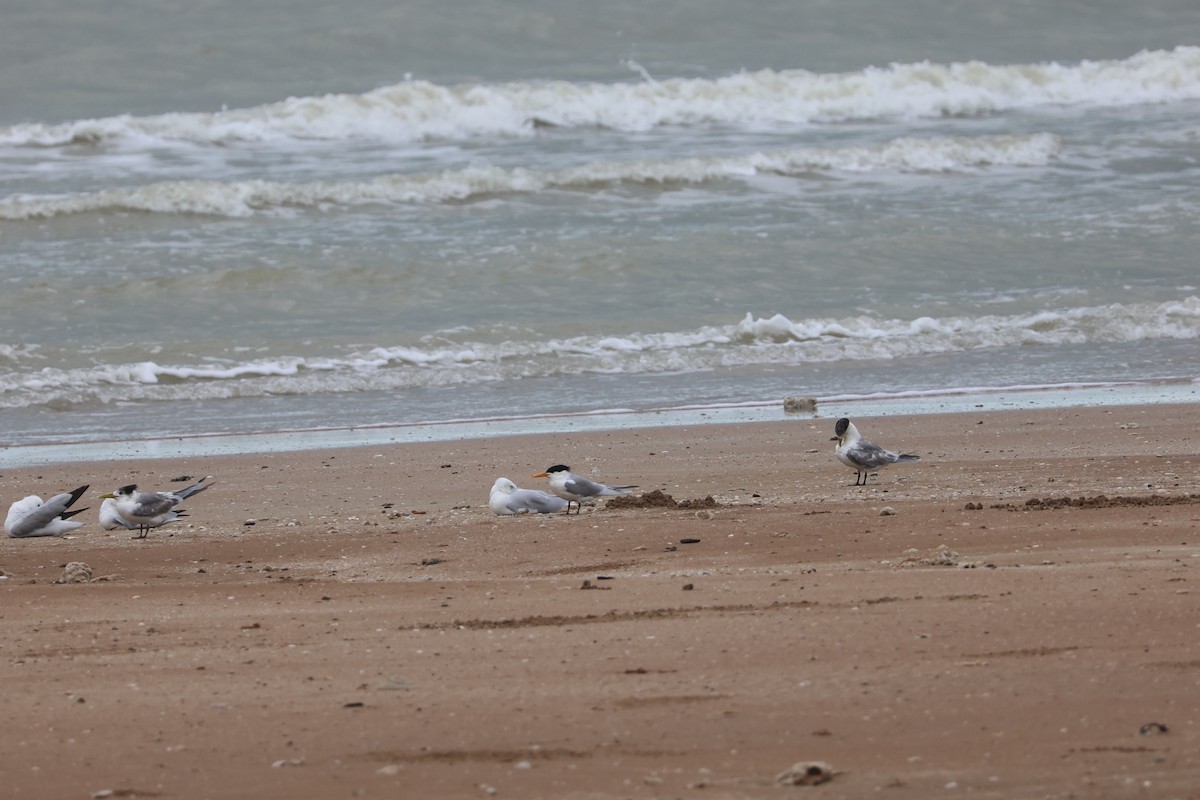 Lesser Crested Tern - Dana Cameron