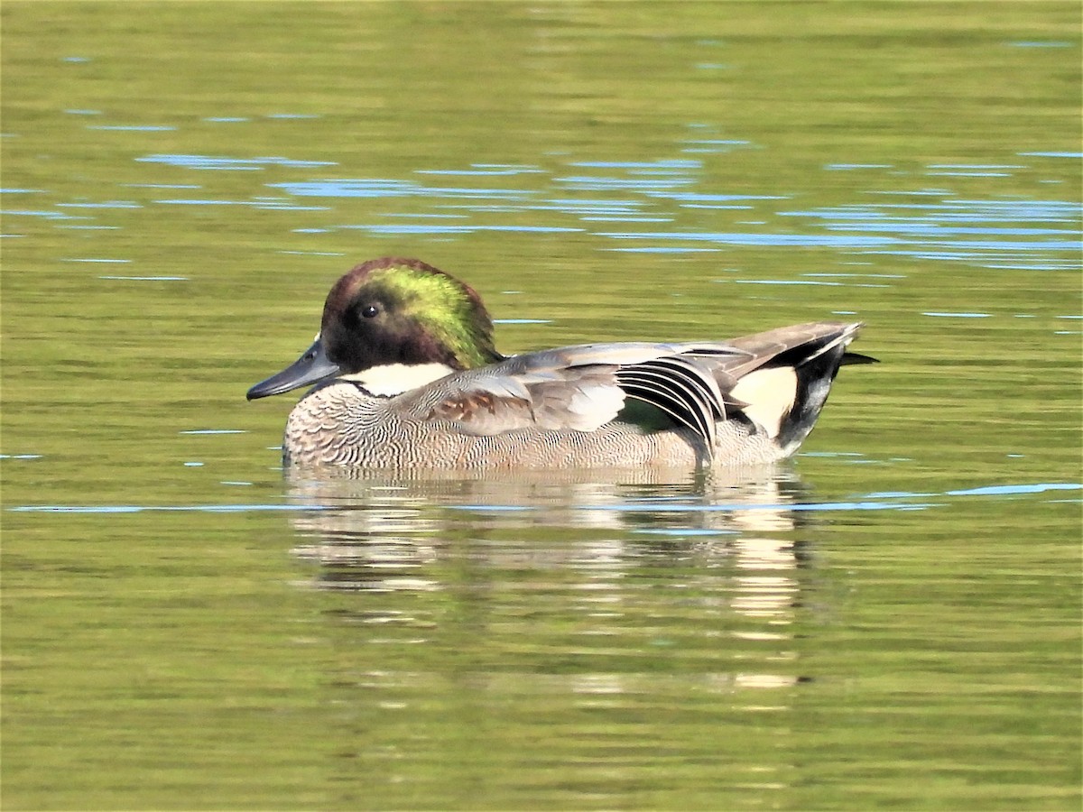 Falcated Duck - ML413375591