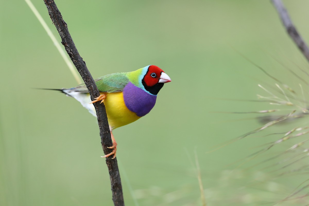 Gouldian Finch - ML413381991