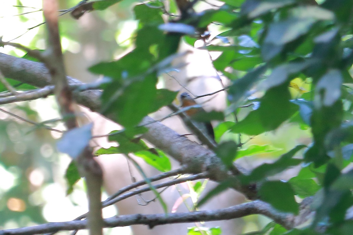 White-bellied Blue Flycatcher - ML413382241