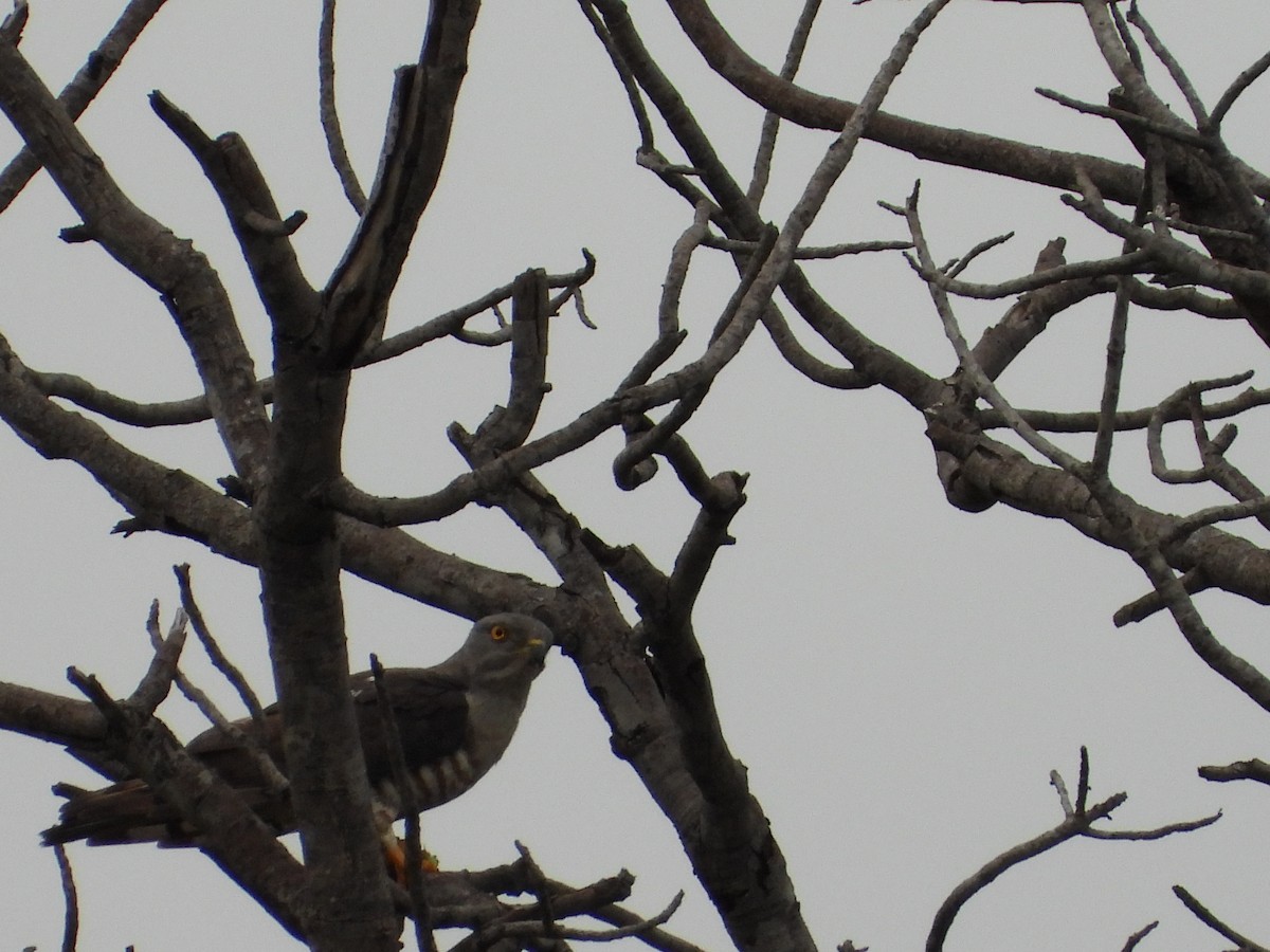 African Cuckoo-Hawk - ML413382651