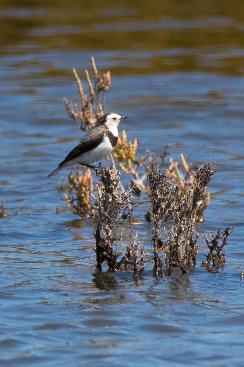 White-fronted Chat - ML413383361