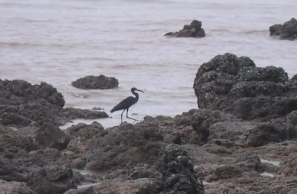 Little Egret (Dimorphic) - ML413383501