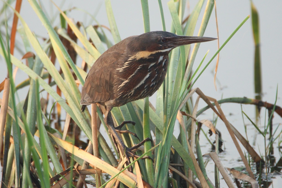 Black Bittern - ML41338401