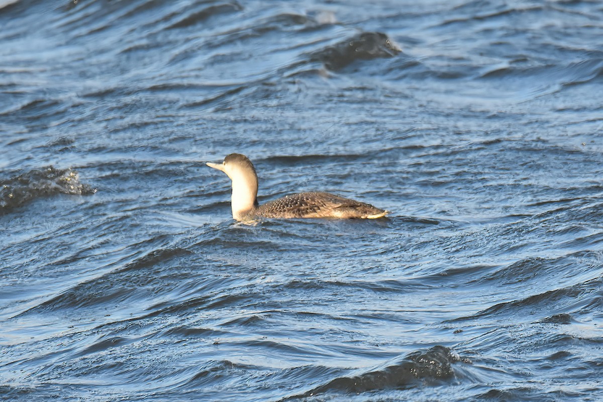 Red-throated Loon - ML413385861