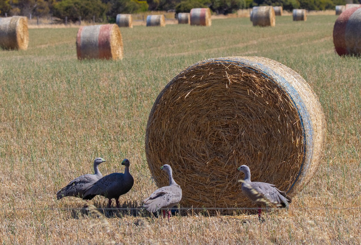 Cape Barren Goose - ML413387041