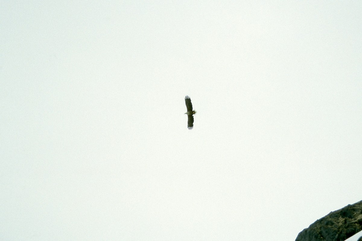 White-tailed Eagle - Steve Heinl