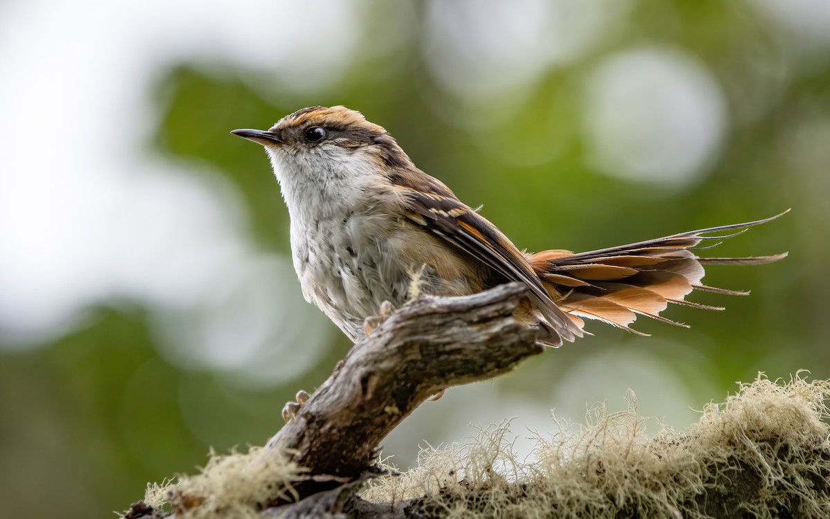 Thorn-tailed Rayadito - ML413387631