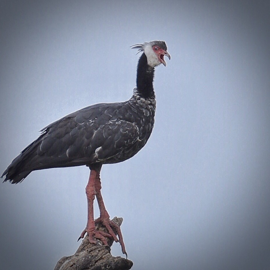 Northern Screamer - Jose V. Padilla-Lopez, M.D.