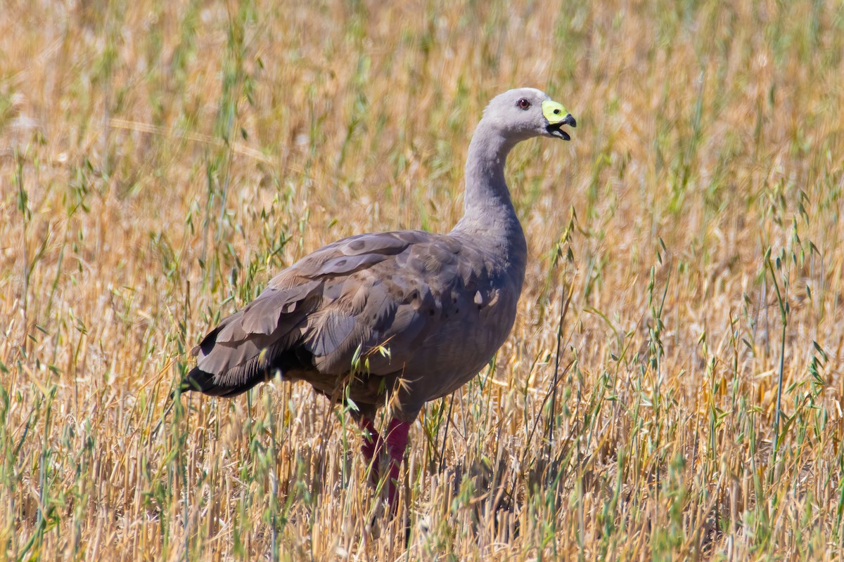 Cape Barren Goose - ML413387791