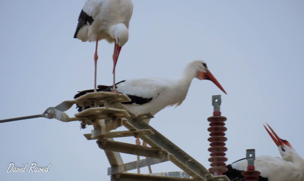 White Stork - ML413388361