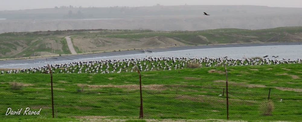 White Stork - ML413388371