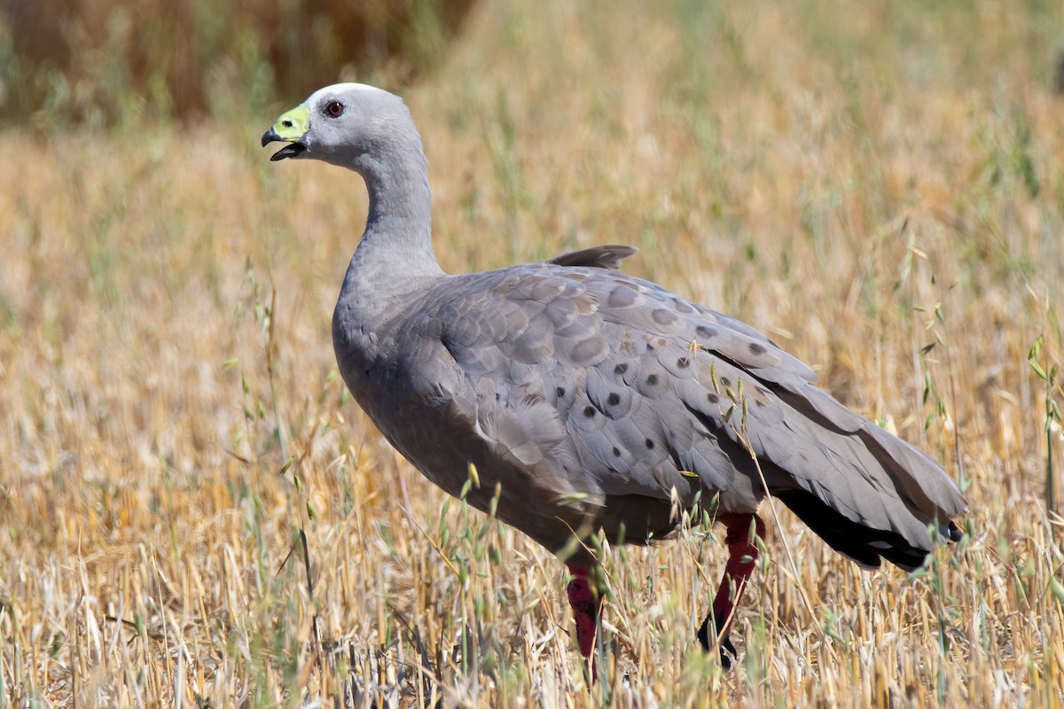Cape Barren Goose - ML413388771