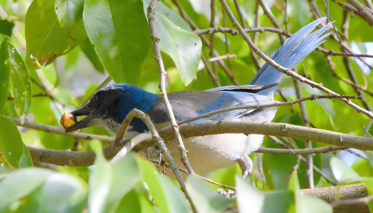 California Scrub-Jay - ML413389611