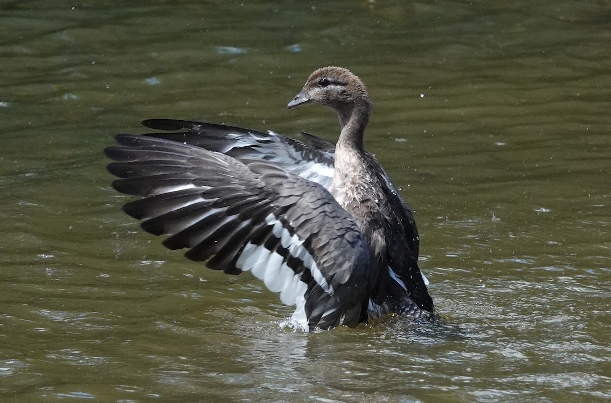 Maned Duck - ML413389651