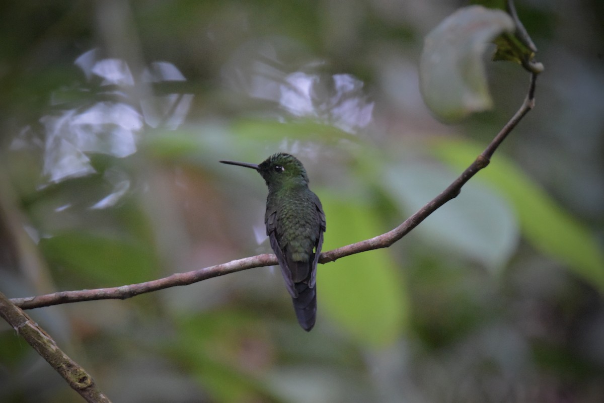 Green-crowned Brilliant - ML413389781