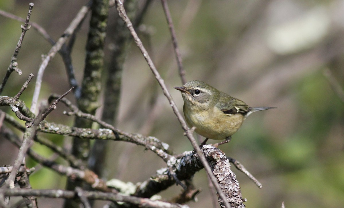 Black-throated Blue Warbler - ML41339091