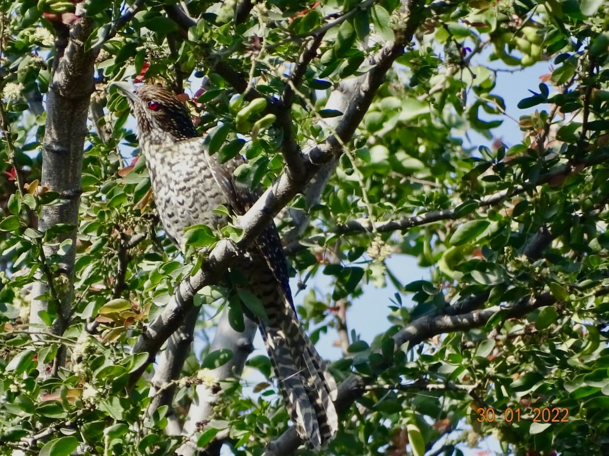 Asian Koel - Chandan Tripathi