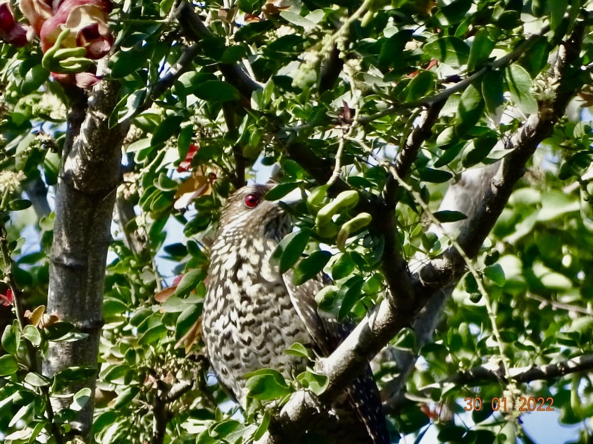 Asian Koel - Chandan Tripathi