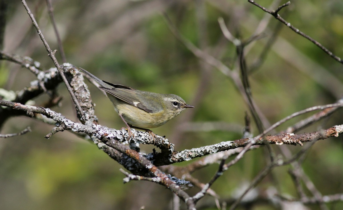 Black-throated Blue Warbler - Jay McGowan