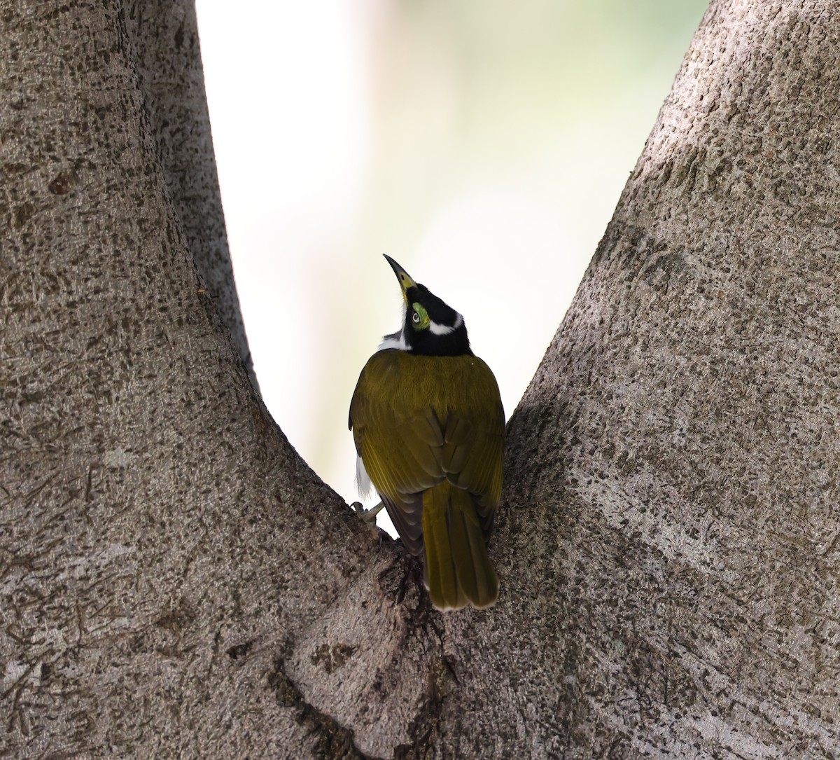 Blue-faced Honeyeater - Andy Gee