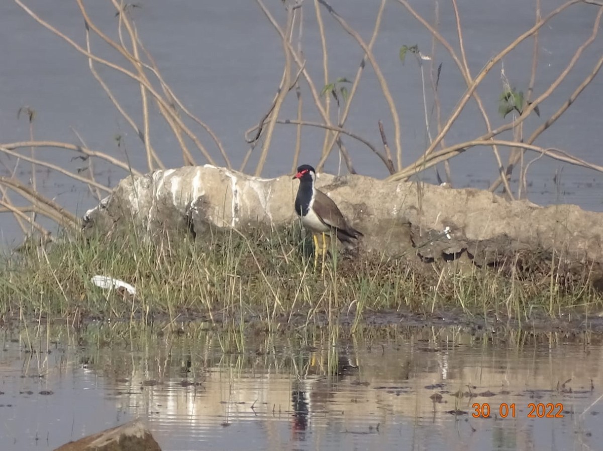 Red-wattled Lapwing - ML413393901