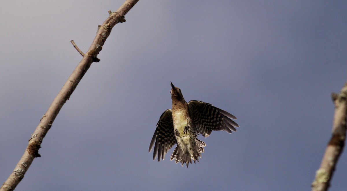 Yellow-bellied Sapsucker - ML41339441