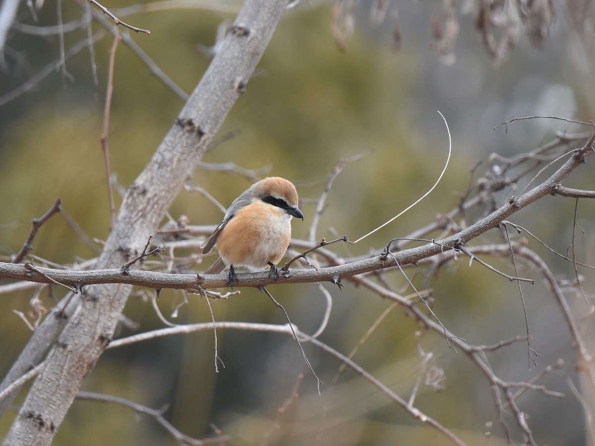 Bull-headed Shrike - ML413394431