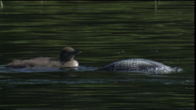 Common Loon - ML413395