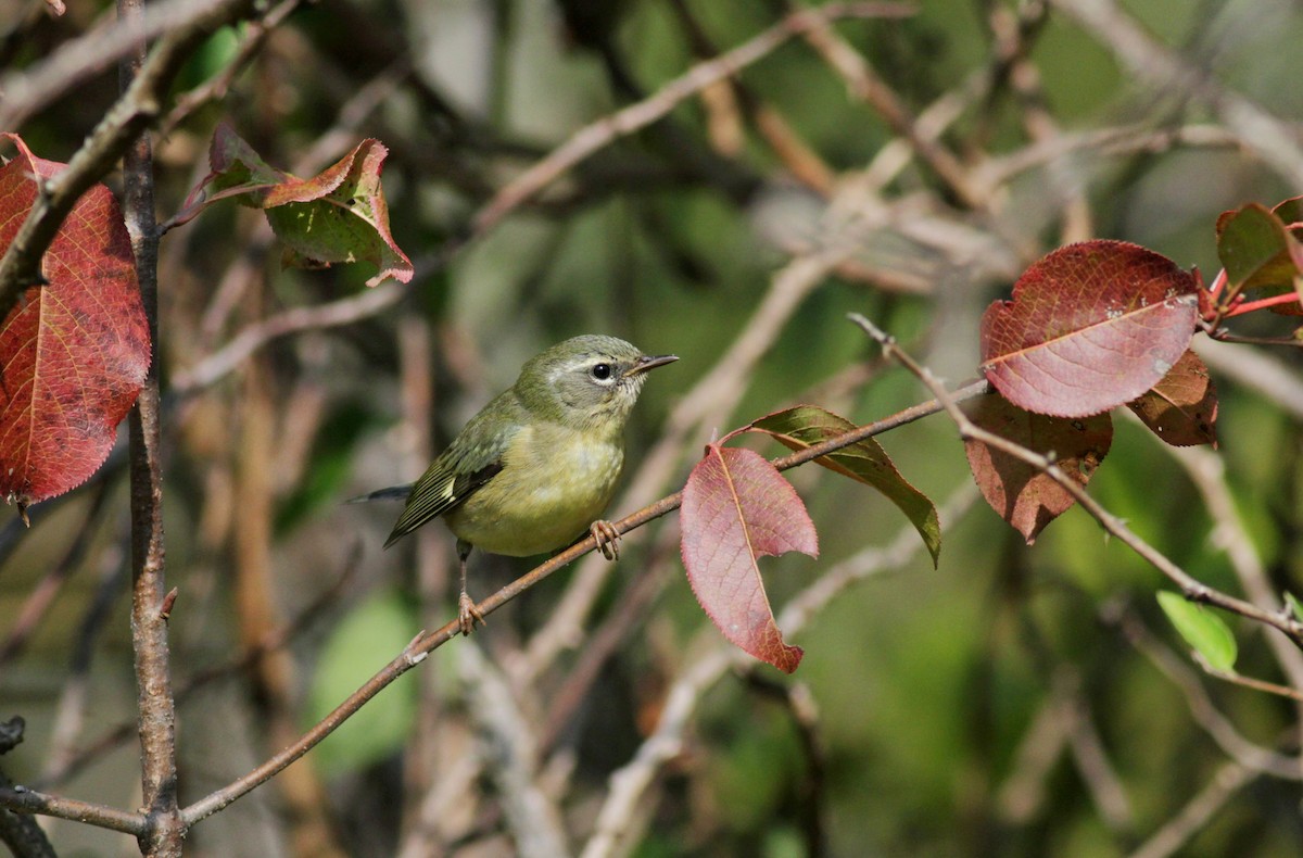 Black-throated Blue Warbler - ML41339541