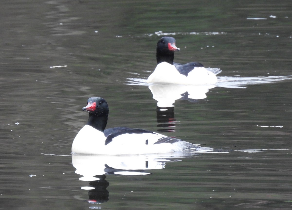 Common Merganser - ML413396171