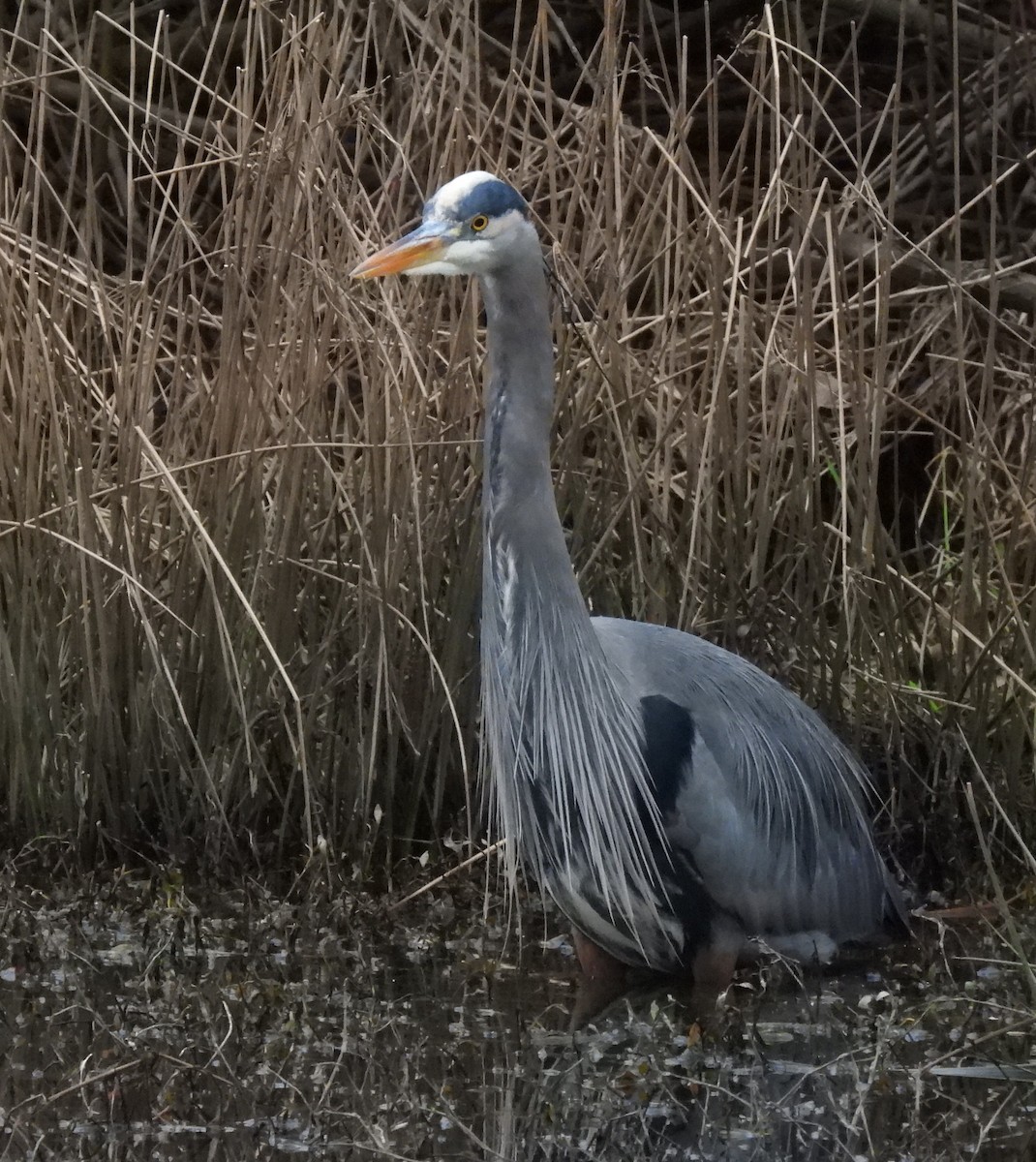 Great Blue Heron - ML413396211