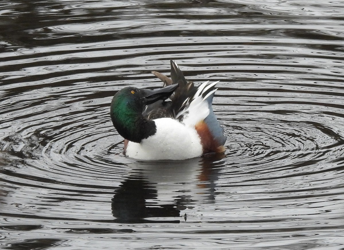 Northern Shoveler - ML413396241