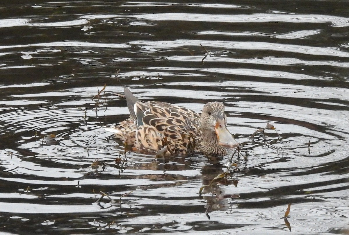 Northern Shoveler - ML413396261