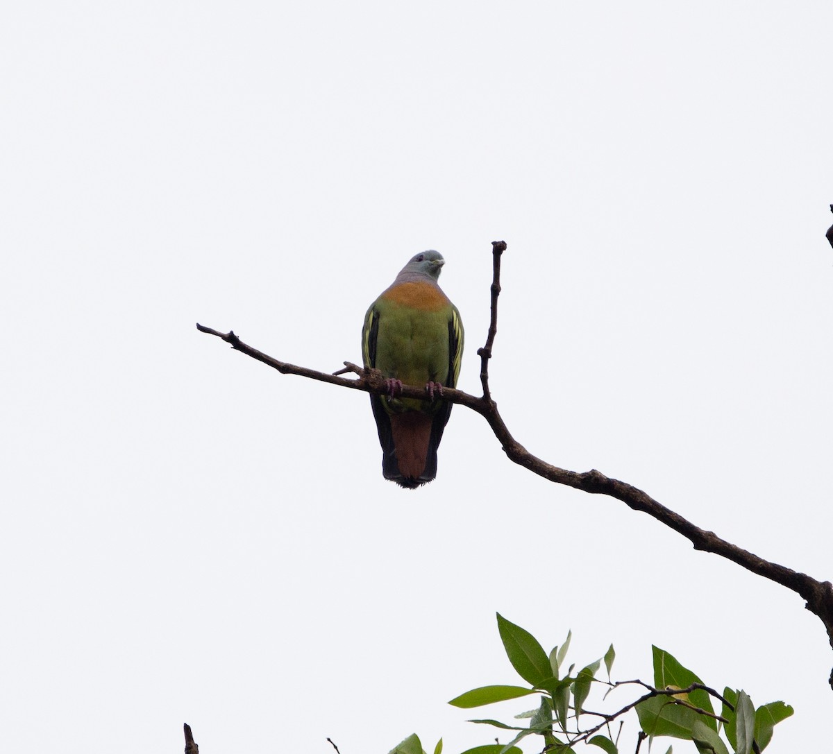 holub papouščí - ML413397411