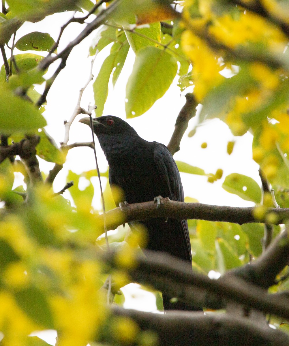 Asian Koel - ML413397541