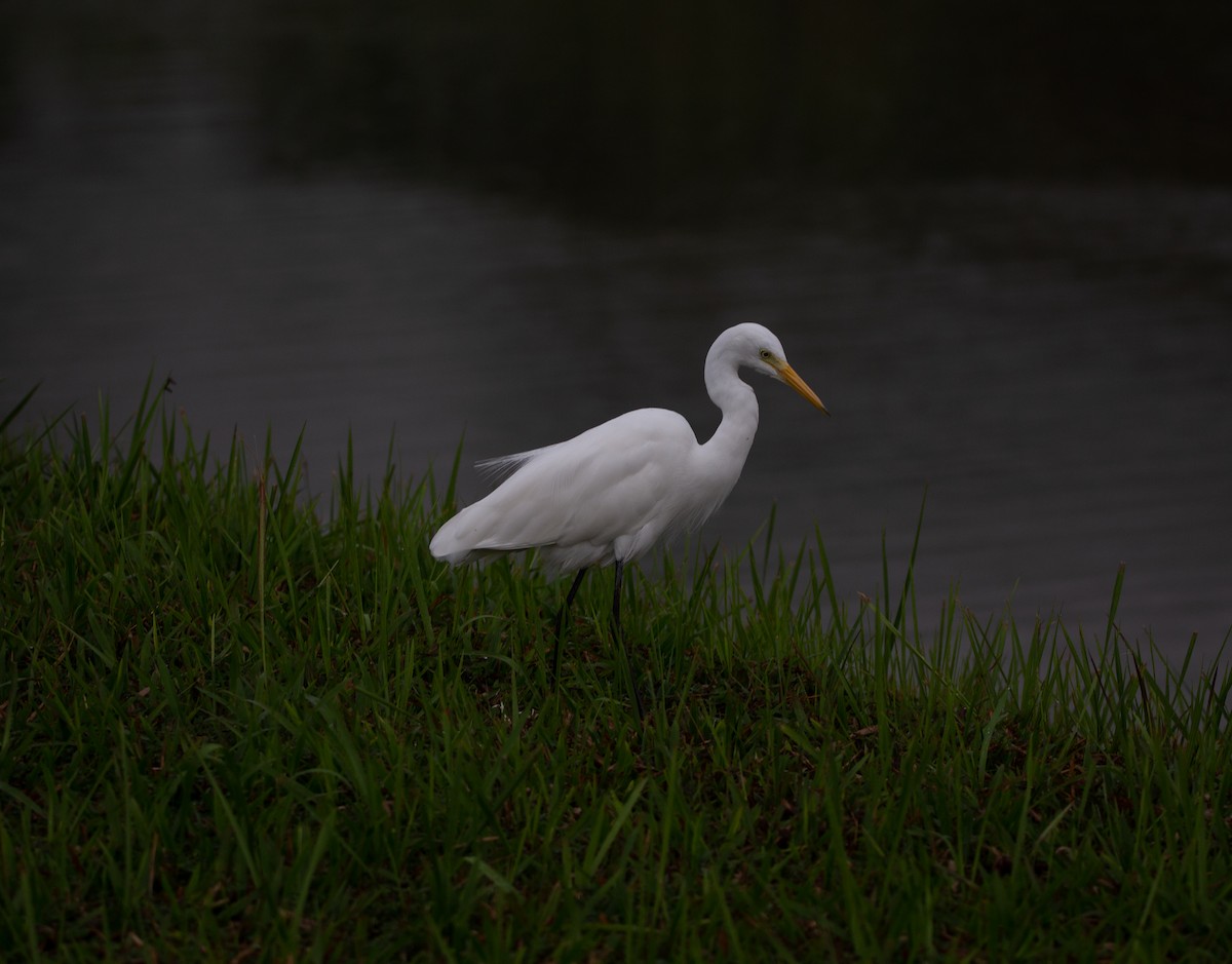 Medium Egret - Matthew Teng