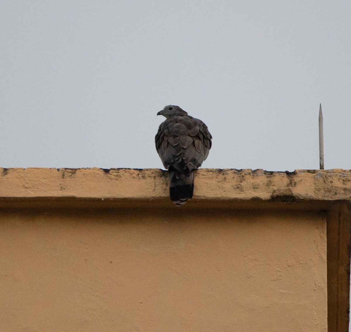 Oriental Honey-buzzard - ML413398131